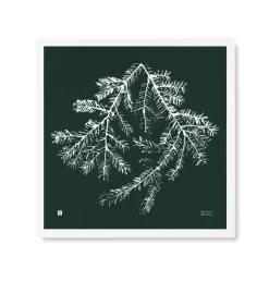 Julisteet/printit>Teemu Järvi Illustrations Kuusenoksa - juliste metsänvihreä 50x50cm