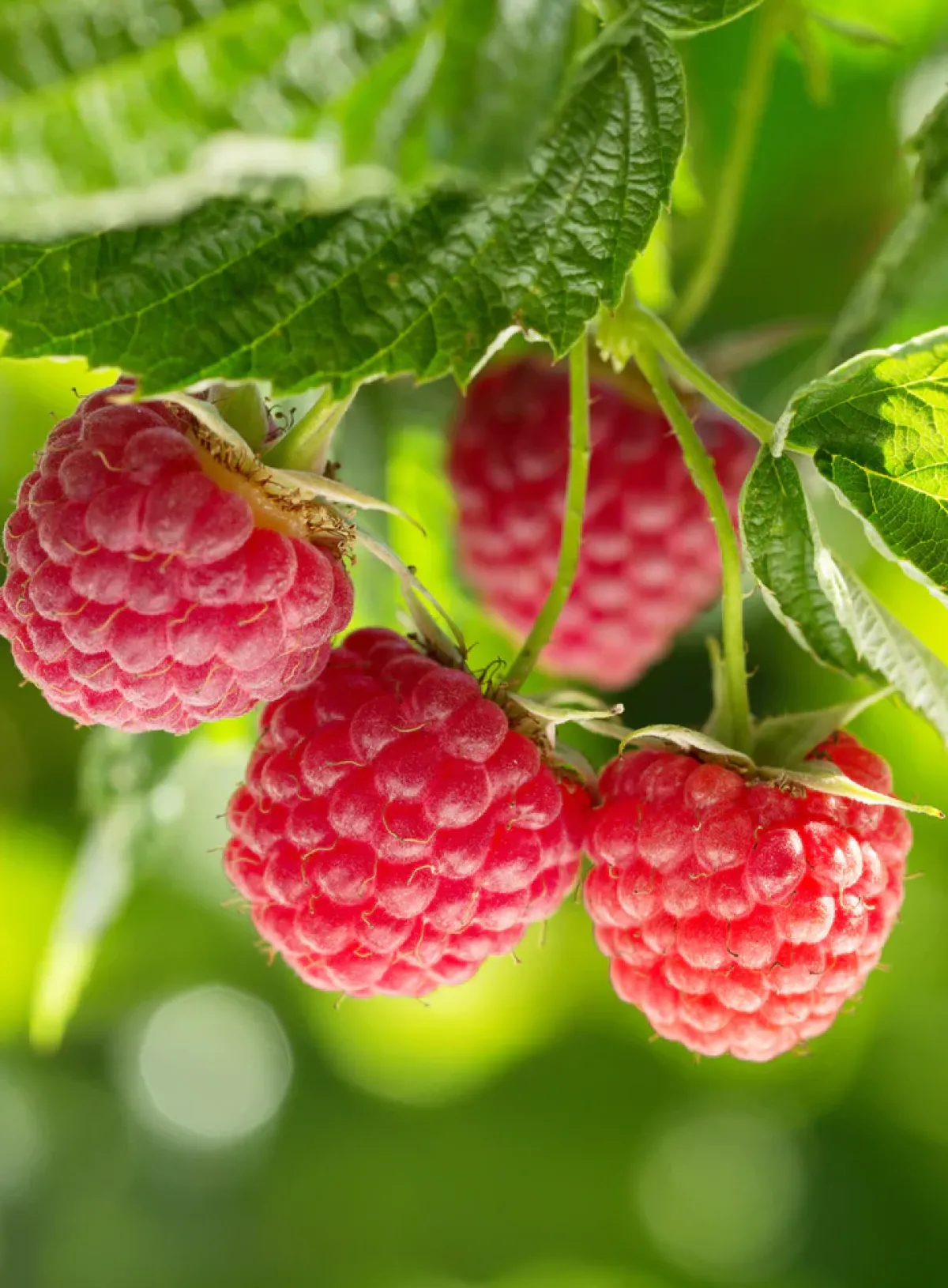 Avaimenperät|Korut>ANNELE Raspberry Jelly Korvakorut